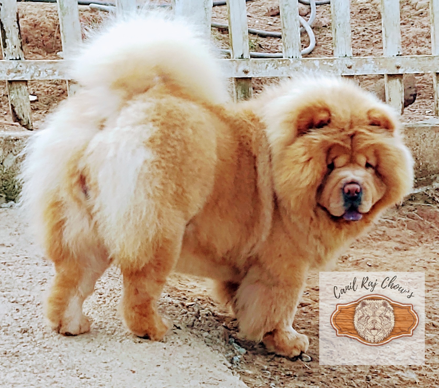 PicsArt_12-03-12.25.07